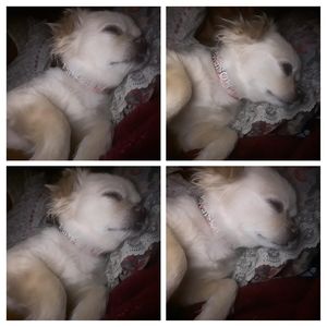 Meet your Posher, Tulse